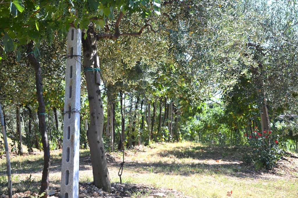 Vigneti in Valpolicella