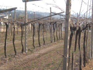 Pergola