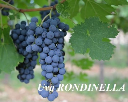 Rondinella grape