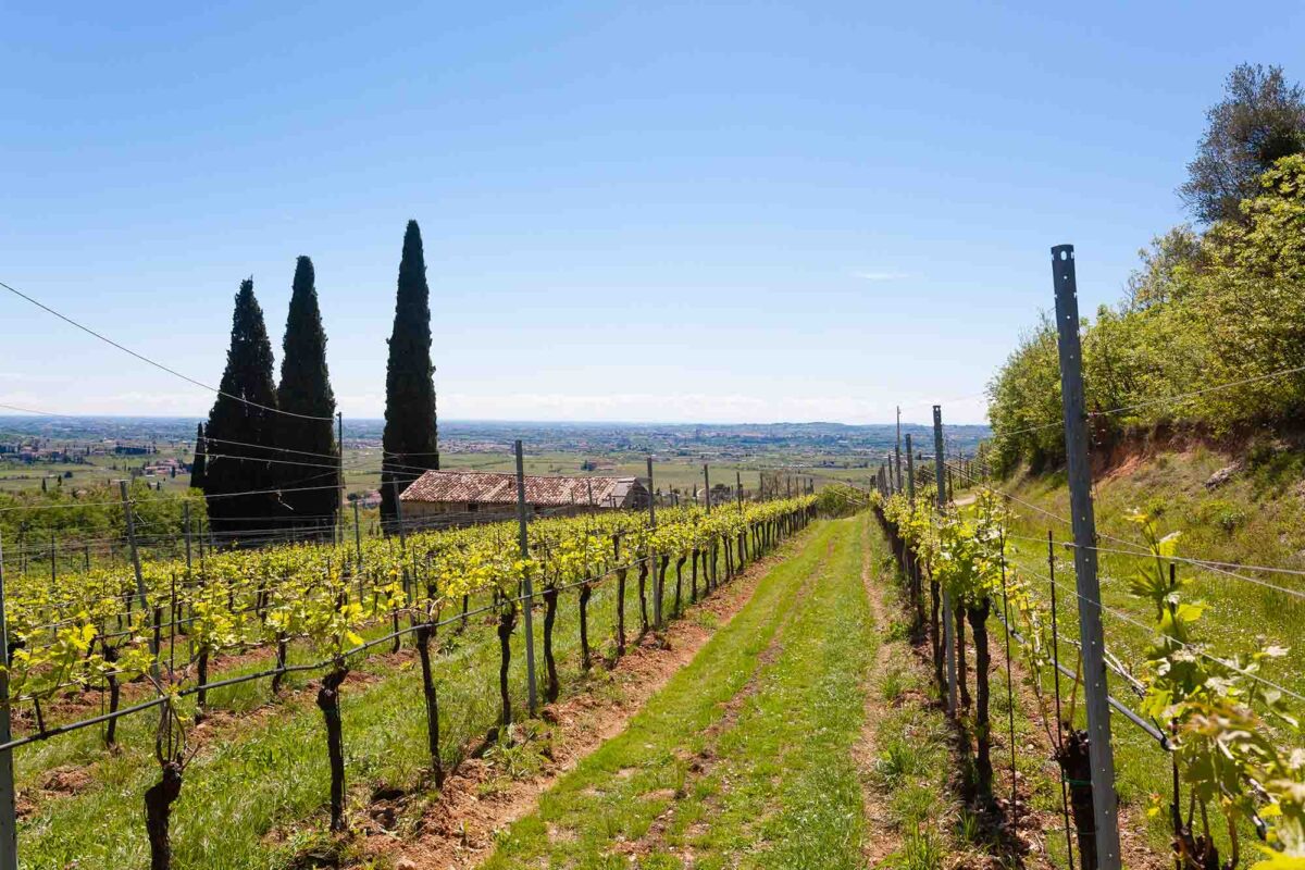 Amarone della Valpolicella