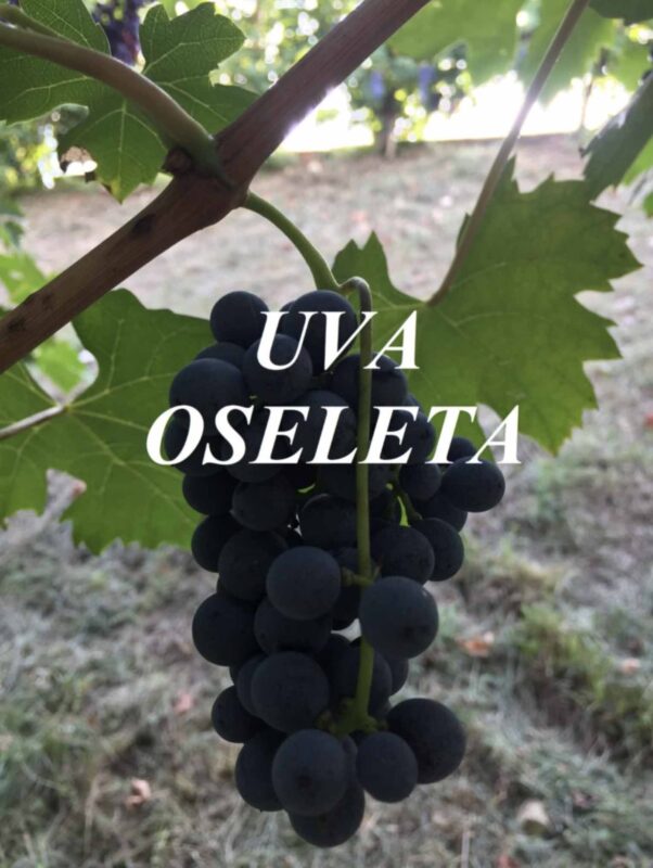 Uva oseleta